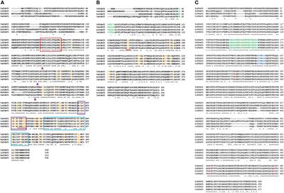 Acyl-CoA-dependent and acyl-CoA-independent avocado acyltransferases positively influence oleic acid content in nonseed triacylglycerols